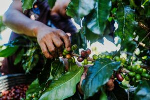 guatemala coffee
