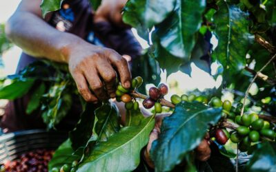 A Gastronomic Adventure: Tasting the Diversity of Guatemala Coffee