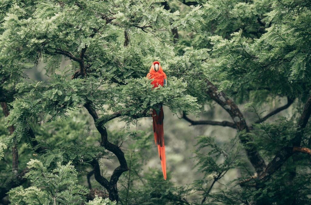 Birdwatching guatemala rainy season