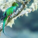 biotopo del quetzal