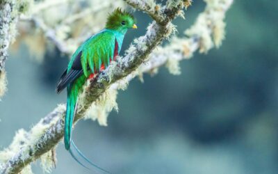 Biotopo del Quetzal: Home of Guatemala’s National Bird