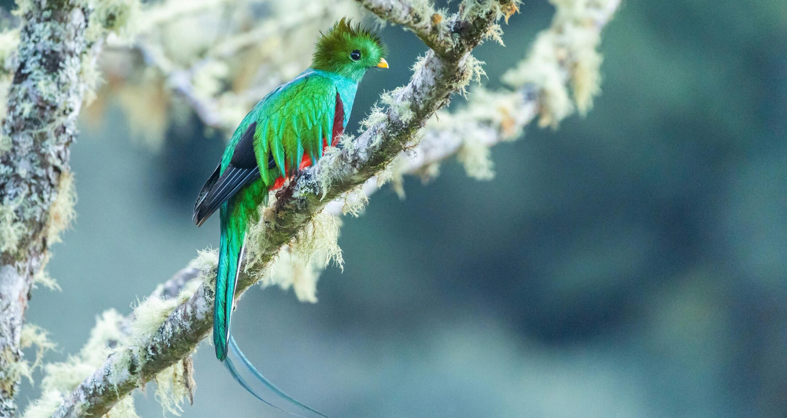 biotopo del quetzal