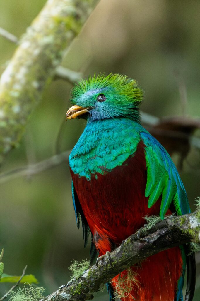 Resplendent Quetzal