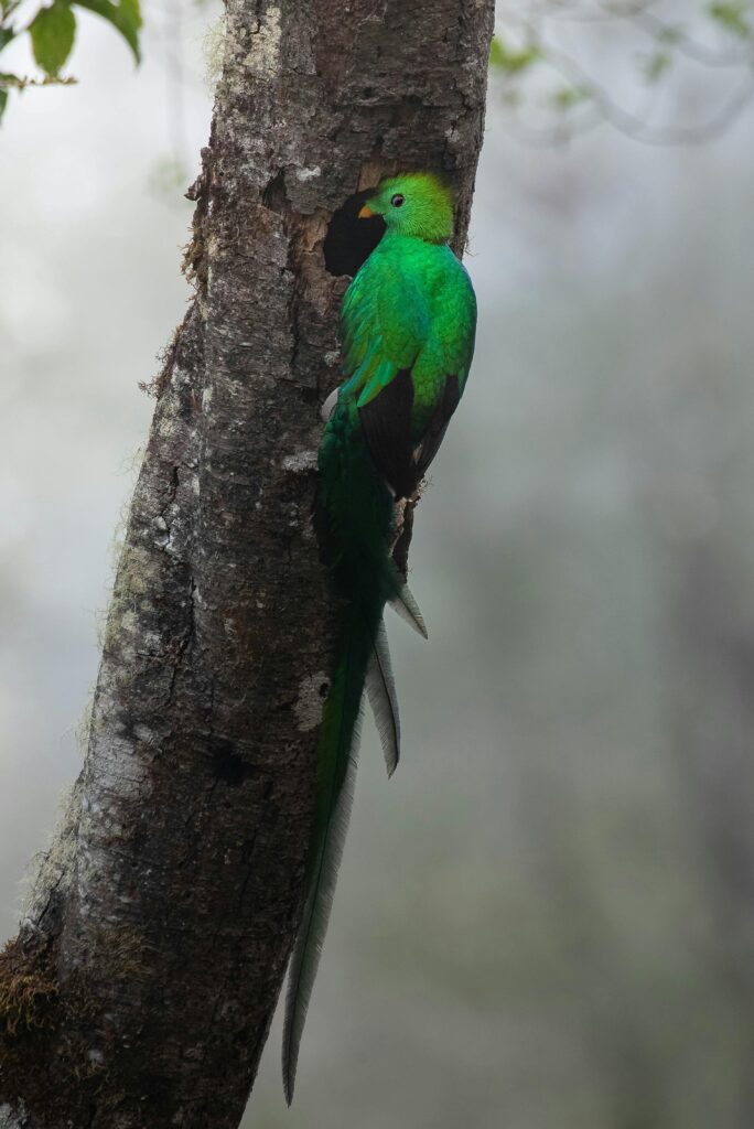 biotopo del quetzal