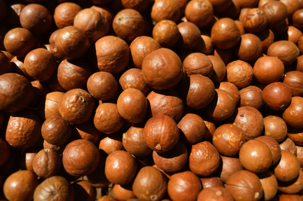 macadamia nut farm tour guatemala