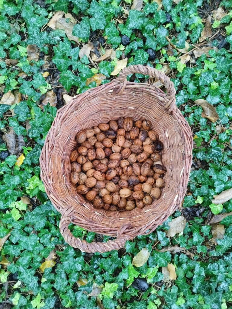 macadamia nut farm tour guatemala