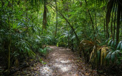 Jungle Trek in Guatemala vs. Volcano Hiking: Which Adventure Is Right for You?