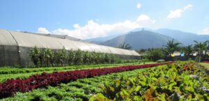 Caoba Farms Antigua
