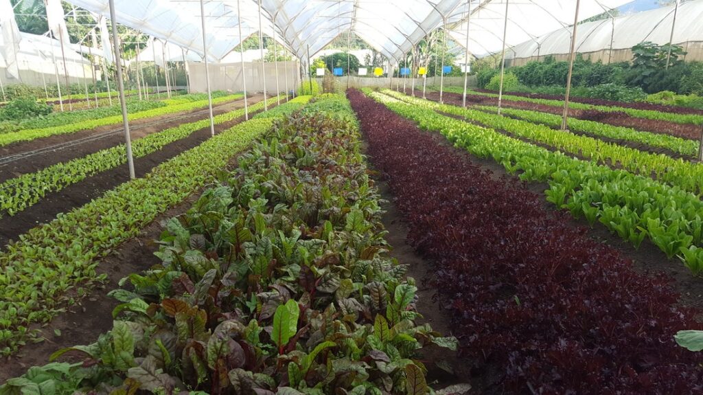 Caoba Farms Antigua